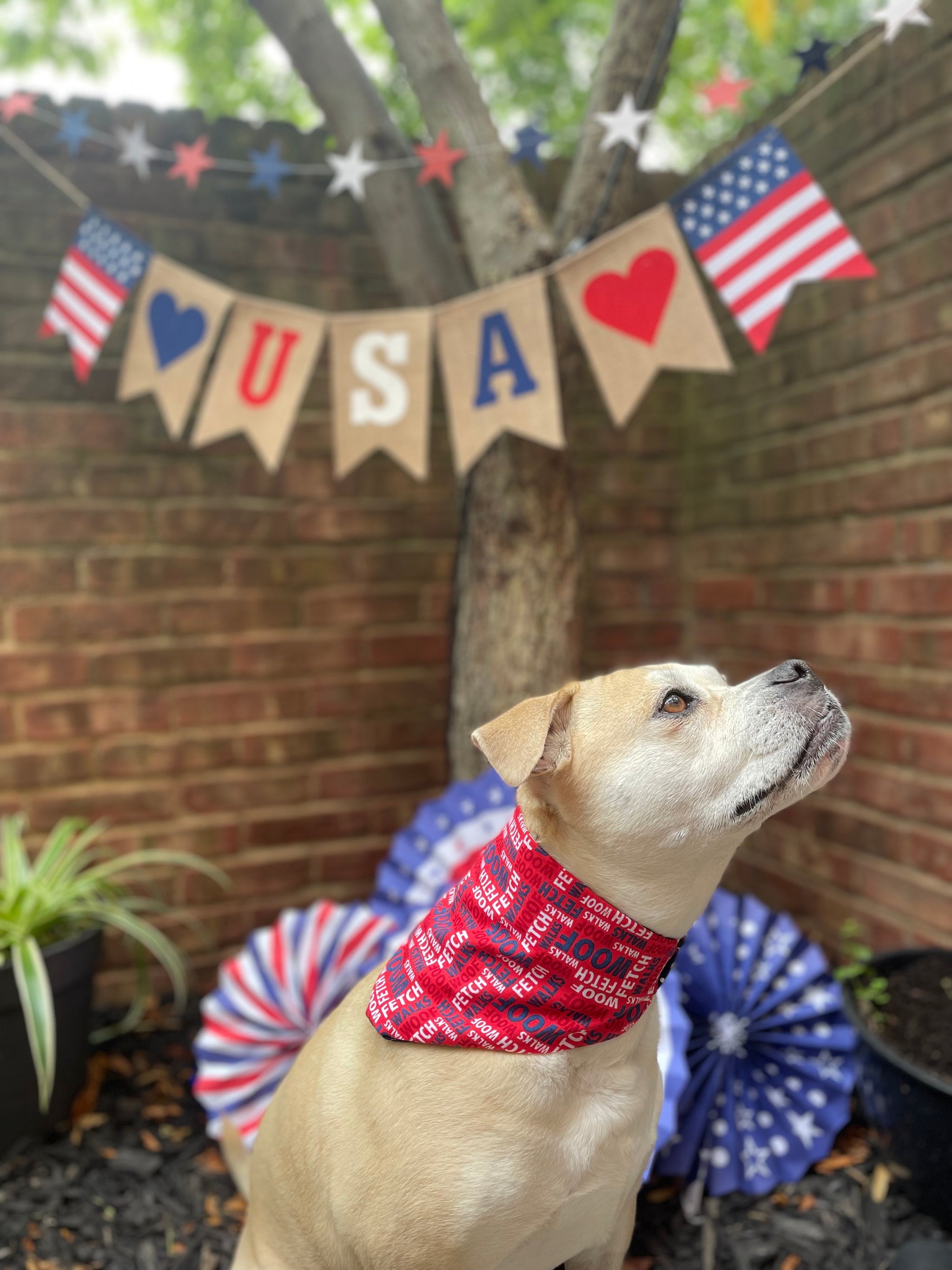 Cooper 4th of July and Stars Scrunchie Dog Bandana Franklin Co